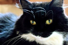black and white cat portrait photo