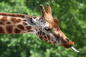 spotted giraffe with tongue hanging out