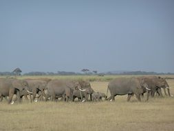 a large herd of elephants lives in Africa