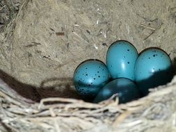 Eggs of sparrows