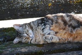 Garden cat