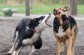 playing hybrid dogs