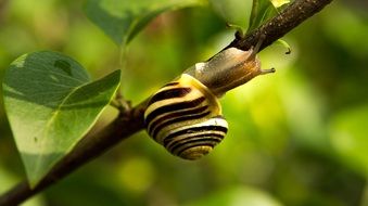 garden snail on the branch