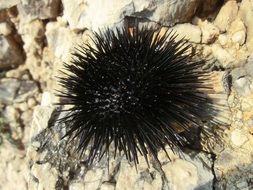 Urchins Sea Sting