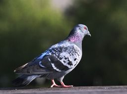 Living dove bird in a city