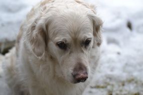 sad golden retriever