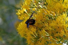 insect on flowering yellow bush