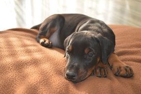 Doberman Pinscher is sleeping