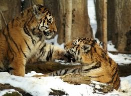Tigers on snow