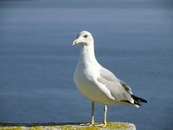 standing foraging seagull