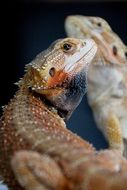 bearded dragon on stone in the wild