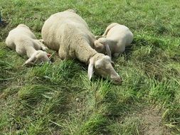 lambs on green grass on a sunny day