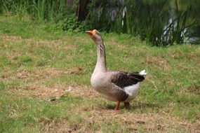 fat Goose walking on grass, netherlands