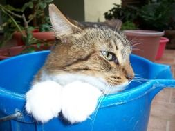 Cat Bucket