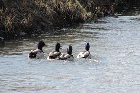 four Mallards Duck Drakes on Water flow