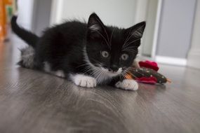 playful black and white kitten