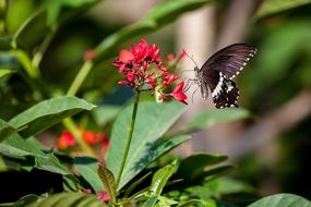 black Butterfly Insect on red Flower Macro