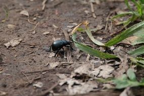 Beetle Insects