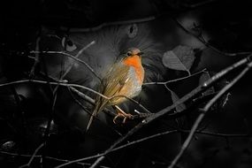 clipart of painted bird with a red chest on a branch at night