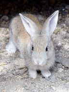 hare with grey fur
