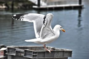 Seabird Seagull