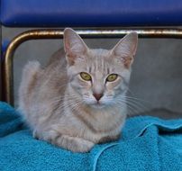 Cat with beautiful eyes