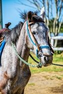 Horse Animal Load Horse Riding