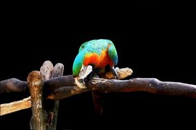charming Arara