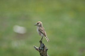 little sparrow on a dry branch