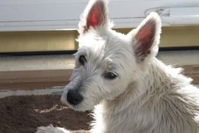white dog, breed west terrier