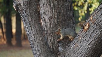 Squirrel on a tree in a park