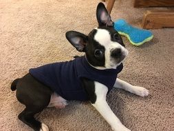 cute puppy in sweater