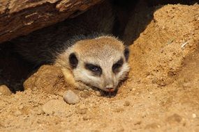 meerkat in its hole