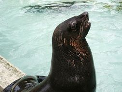 sea lion on the edge of the pool