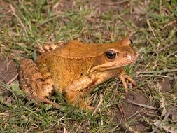 Common brown frog on grass close up