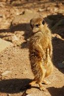 standing meerkat in the natural environment