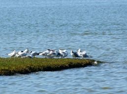 Seagulls and terns,