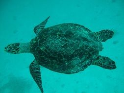 big turtle in the sea on maldives