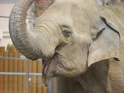 elephant with raised trunk and open mouth