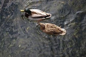 top view of ducks in a pond