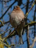 sparrow sits on a thin branch of a tree