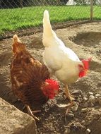 Two poultry chickens on the farm