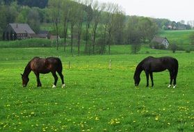 two horses grazing