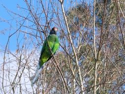 Australian wild bird