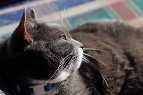 domestic gray cat lies in the sun