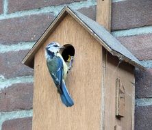 pimpelmeesje feeding its chicken