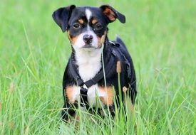 small tricolor Dog in grass