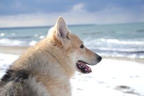 hybrid of a sled dog sitting on the beach