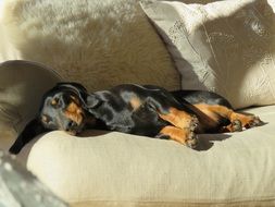 sunny Dachshund Dog sleeping