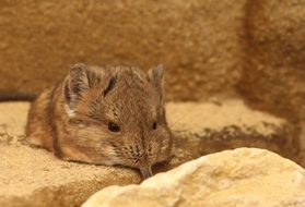 Elephant Shrews